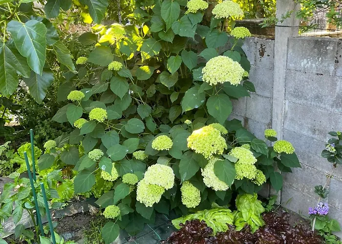 O Casal * Брион